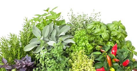15 impressive health benefits of herbs natural food series