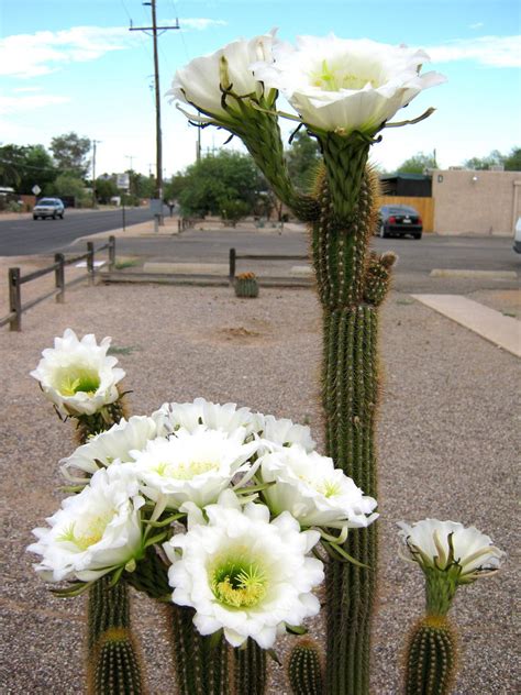 Cactus Flowers Home Camera Good Tucson Arizona Az City Data