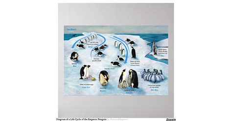 Diagram Of A Life Cycle Of The Emperor Penguin Poster Zazzle