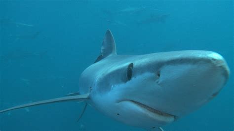 Spectacular Feasts Photos Great Shark Chow Down National Geographic