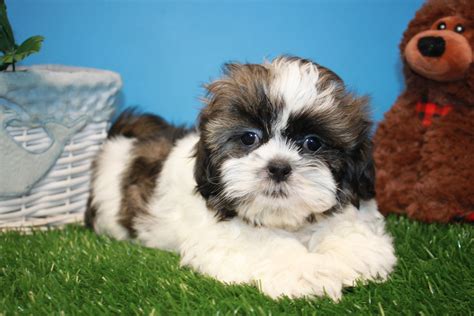 Shih Tzu Puppies For Sale Long Island Puppies