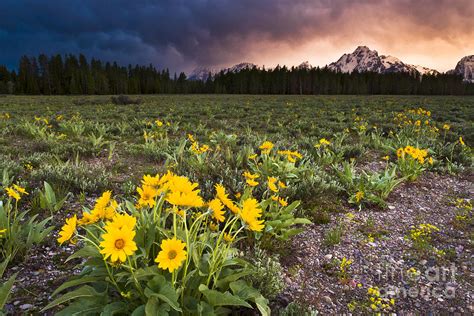 Sunset Thunderstorm Over Balsamroot Wildflowers Photograph By Mike