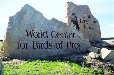The World Center For Birds Of Prey In Idaho Is The Only Place Of Its
