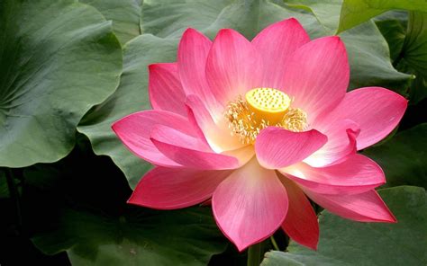 Lotus Flower Wallpapers Wallpaper Cave