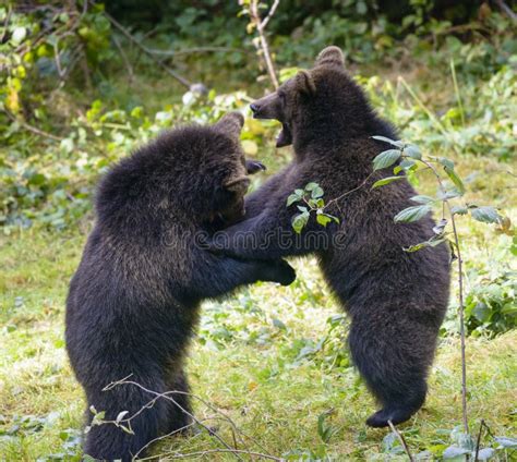 Two Brown Bear Cubs Play Fighting Stock Photo Image Of Bear Nature