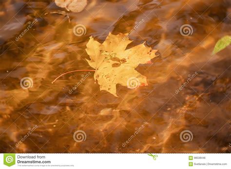 Close Up Of Fallen Colorful Autumn Leaf Of Maple In Water With Sun