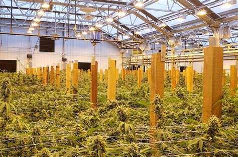 Considerations For Optimizing Cannabis Cultivation In A Greenhouse