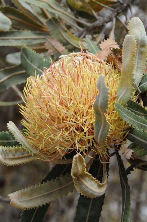 Australian Flora | Australian flowers, Australian plants, Australian wildflowers