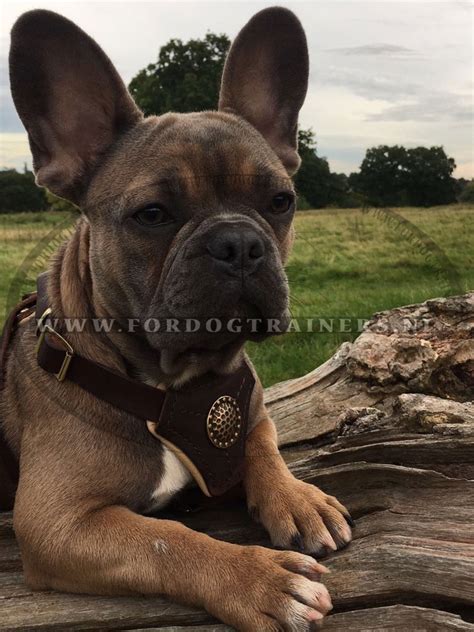Every collar usually has an id tag, a license, vaccination records and a name. Bruine leren hondentuig voor Franse bulldog - €71.9