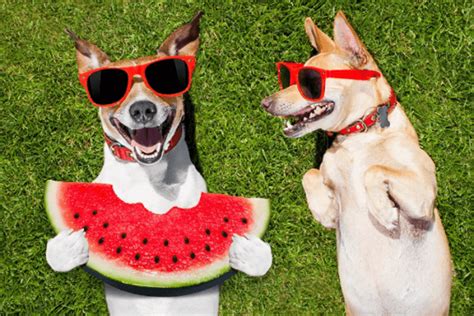 Can Dogs Eat Watermelon Is Watermelon Good For Your Pet