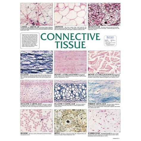 Chart Connective Tissue Tissue Biology Basic Anatomy And Physiology