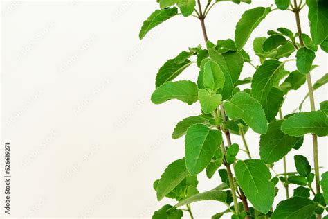 Fresh Indian Medicinal Plant Green Tulsi Or Holy Basil Herb Ocimum