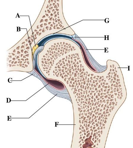 Femur Joint Diagram Quizlet