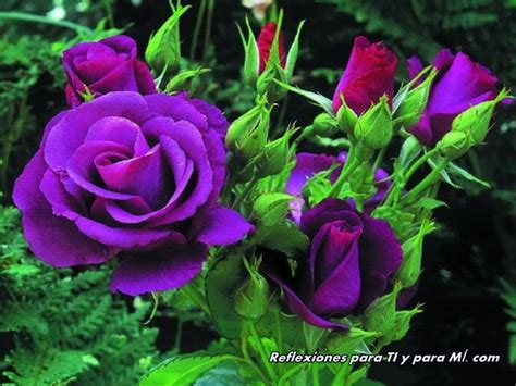 Buenos Deseos Para Ti Y Para MÍ Hermosas Rosas Moradas