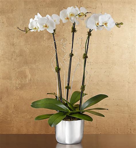 Maybe you would like to learn more about one of these? Silver Celebration Orchids from 1-800-FLOWERS.COM -18953