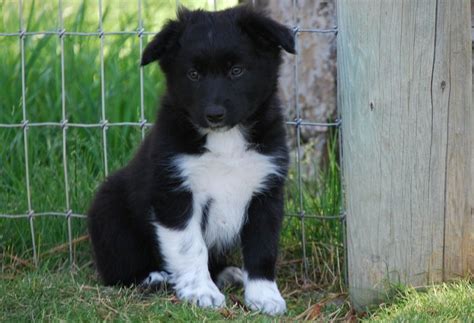 Adorable Black And White Mini Aussie Aussie Puppies Puppies Cute