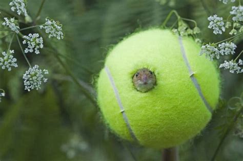 Slazenger wimbledon tennis balls tournament competitive tennis balls. Mouse! | Tennis ball, Science and nature, Nature