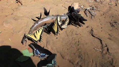 Monarch butterfly caterpillars eat milkweed. Carnivorous Scavenger Butterflies Eat a Fish "Puddling ...