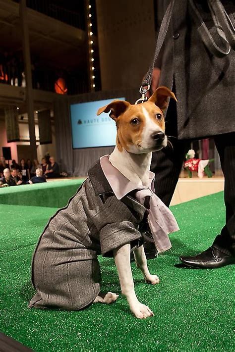 Dog Fashion Show Dog Fashion Show Dog Fashion Animal Fashion