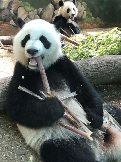 Panda Updates Monday May 18 Zoo Atlanta