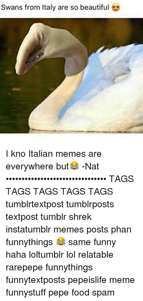 No hate, send in memes! Swans From Italy Are So Beautiful I Kno Italian Memes Are ...