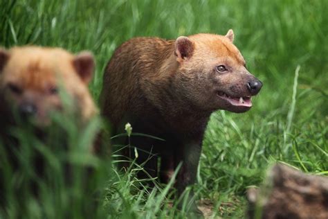 The Bush Dog Nt Speothos Venaticus Is A Canid Found In Central And