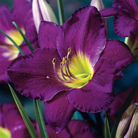 Spring Hill Nurseries Purple De Oro Daylily Hemerocallis Purple