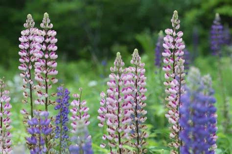 The List Of 23 Where Do Lupines Grow Best