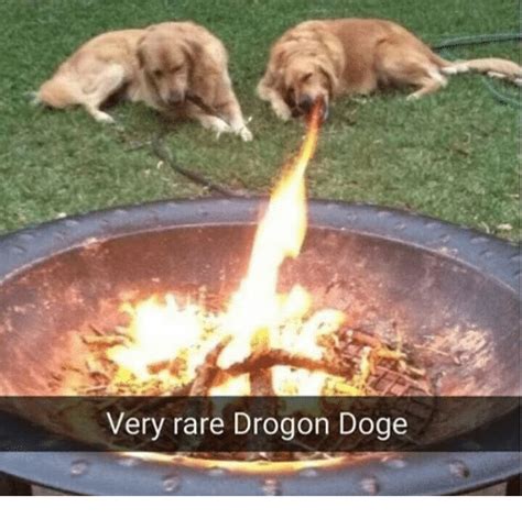 Very Rare Drogon Doge Doge Meme On Sizzle