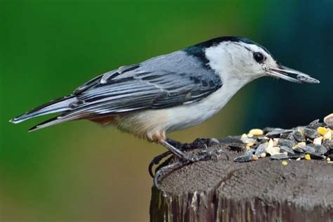 28 Backyard Birds In Kentucky Pictures Bird Feeder Hub