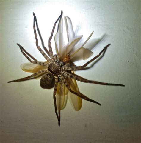 Most species are brown or grey, with extremely long legs. Huntsman spider | Flickr - Photo Sharing!