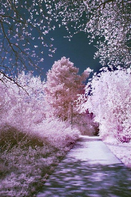 Off The Beaten Track Cherry Blossom Lake Sakura Japan Beautiful