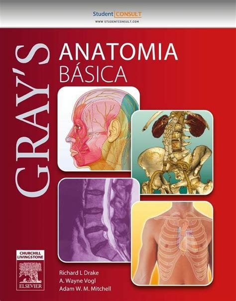 Libros En Pdf Gratis Drake Vogl And Mitchell Gray Anatomía Básica