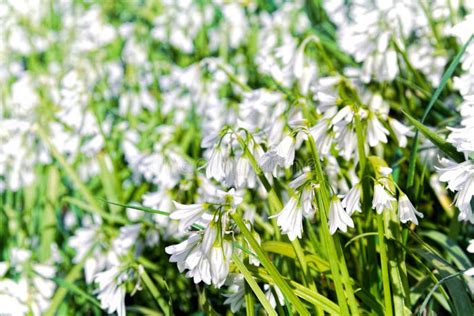 White Bells Spring Flowers Stock Photo Image Of Colors 89333704