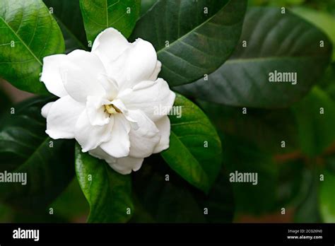 White Gardenia Flower Stock Photo Alamy