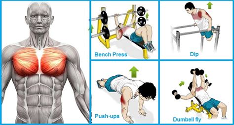 How To Train Your Chest 4 Exercises To Build Chest Muscle Fast