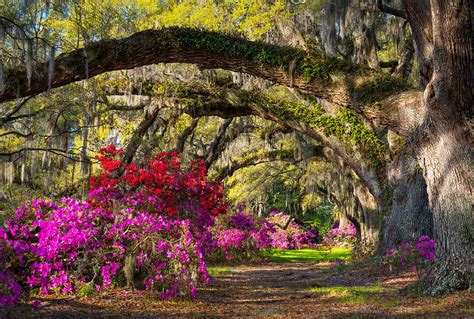 Charleston Sc Spring Azalea Flowers A Servants Grace Photograph By
