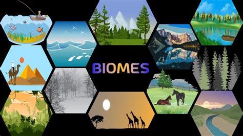 What Is Biome Types Of Biome Major Terrestrial Biomes Of The World And Comparison Between