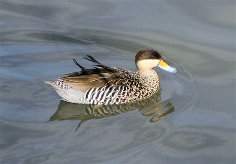 Silver Teal Duck It Has A Black Cap Which Extends To Just Below The