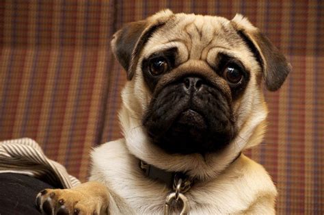 La Radiografía De Un Perro Pug Que Despertó Terror En Redes Sociales