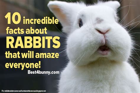 10 Incredible Facts About Rabbits That Will Amaze Everyone Best 4 Bunny