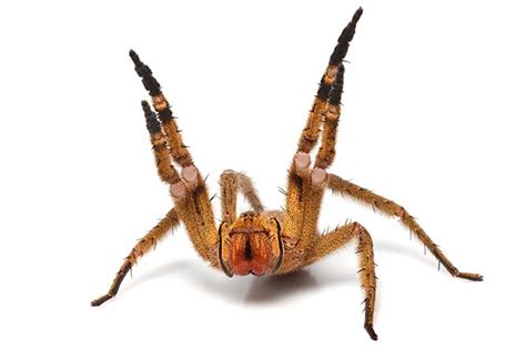 Brazilian Wandering Spider Alter Minds