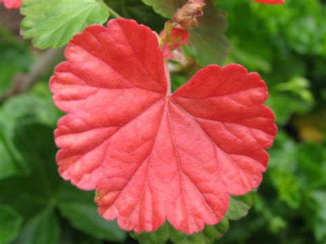 Midday In The Garden Of Good And Evil Red Geranium Leaves