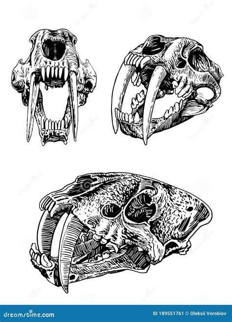 Graphical Set Of Skulls Of Saber Toothed Tiger Isolated On White