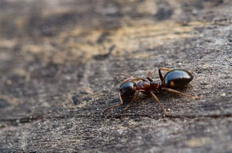 Top 9 Types Of Ants In The Uk Fantastic Pest Control 2023