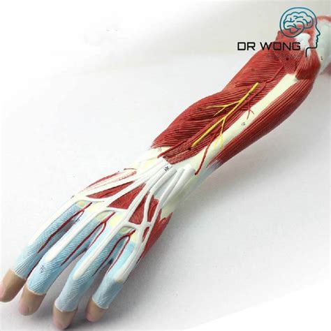 Muscle Of The Human Arm Model 7 Parts Dr Wong Anatomy