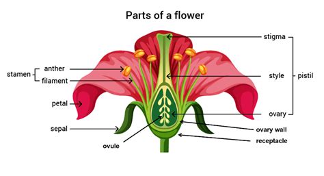 Flower Function And Structure Flo202 Introduction To Floristry Stock Open Polytechnic