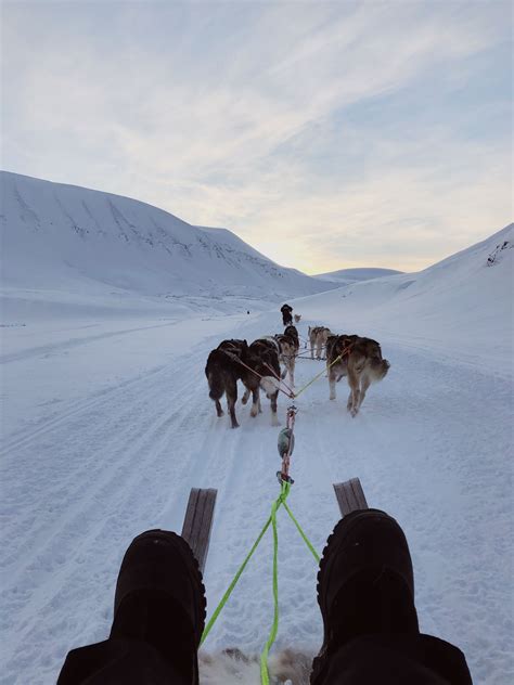Husky Dog Sledding In Longyearbyen Svalbard Dog Sledding Husky Dogs