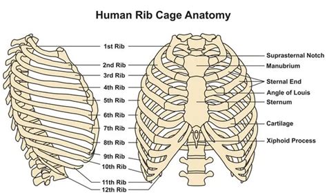The Rib Cage Is Labeled In Several Different Language