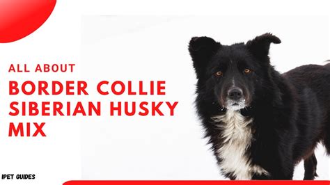 Border Collie Siberian Husky Mix Everything You Need To Know Breed